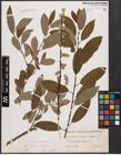 Foto von Salix caprea L. x Salix cinerea L.